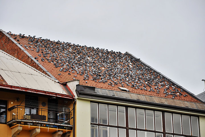 A2B Pest Control are able to install spikes to deter birds from roofs in Sutton On Sea. 