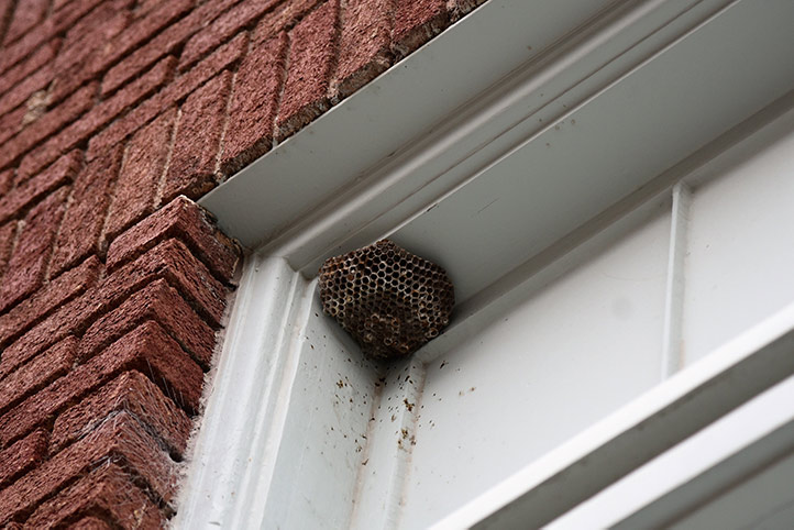 We provide a wasp nest removal service for domestic and commercial properties in Sutton On Sea.